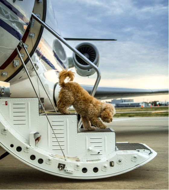 Private jet pets